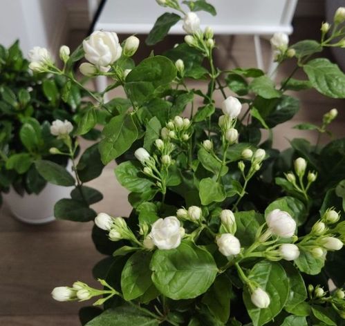 山上的土可以養(yǎng)花用嗎