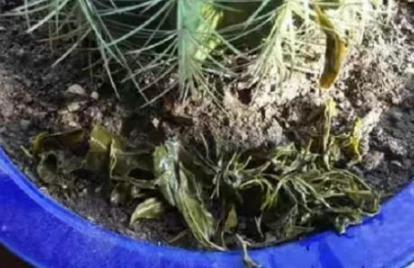 綠茶水可以養(yǎng)花嗎