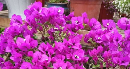 養(yǎng)花的土不夠肥怎么辦