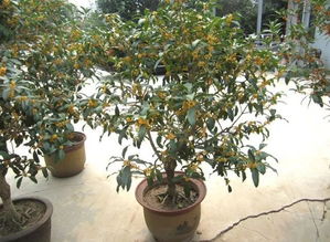 在屋頂養(yǎng)花禁忌