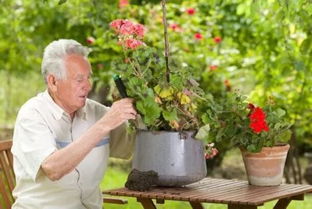 養(yǎng)花對老人的好處