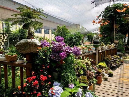 做門店養(yǎng)花忌諱凋零嗎