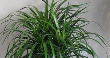 怎樣自制養(yǎng)花土