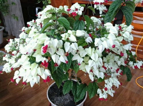 經(jīng)常出差適合養(yǎng)花嗎