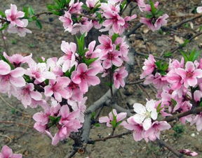 桃花位置適合養(yǎng)花嗎