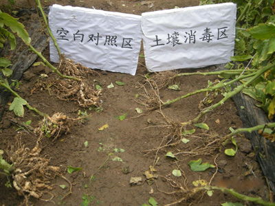 養(yǎng)花的泥土如何消毒