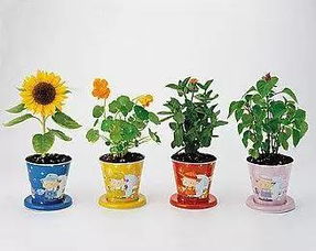 喜歡養(yǎng)花的人形容什么