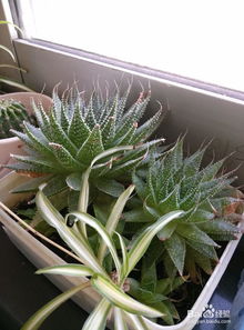 利用廢棄物養(yǎng)花