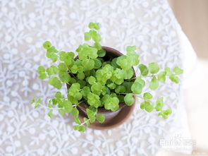 養(yǎng)花盆里有潮蟲怎么辦