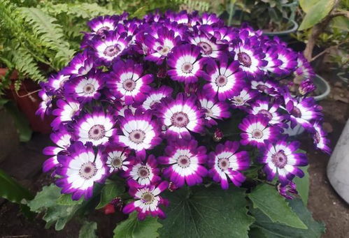 家里養(yǎng)花高速人好不好