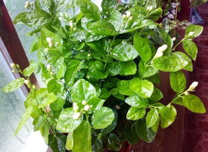 自來(lái)水能養(yǎng)花嗎6