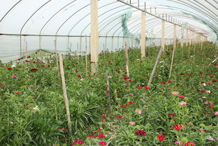 養(yǎng)花大棚用什么材料