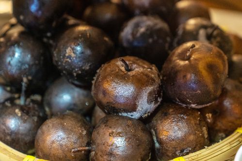 東北冬季家家養(yǎng)花