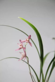 俄國(guó)人養(yǎng)花風(fēng)情