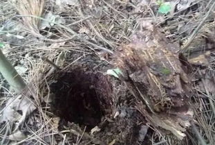 腐爛樹皮可以養(yǎng)花嗎