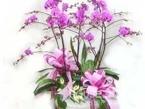 室內(nèi)養(yǎng)花注意事項(xiàng)小知識(shí)