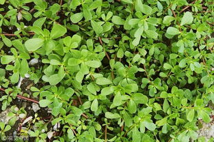 馬齒莧曬干怎樣養(yǎng)花