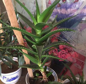 養(yǎng)花的好處與壞處