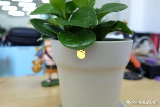 靜態(tài)懶人神器怎么養(yǎng)養(yǎng)花