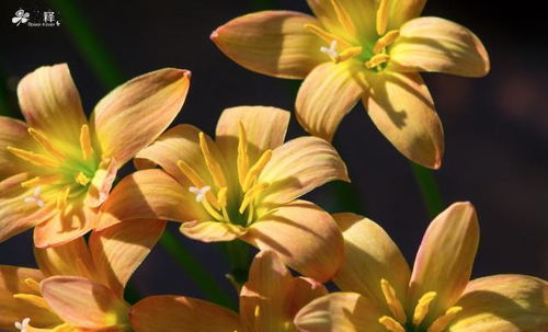 西照的房子適合養(yǎng)花嗎