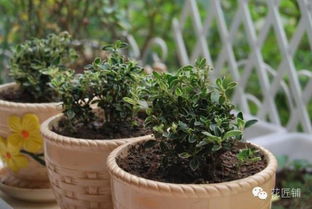 主養(yǎng)花鰱怎樣施肥