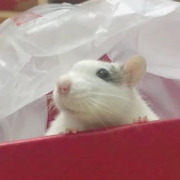 養(yǎng)花枝鼠有老鼠