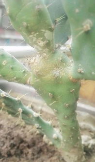 養(yǎng)花土里生蟲