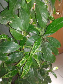 可以代替養(yǎng)花陽(yáng)光照射的東西