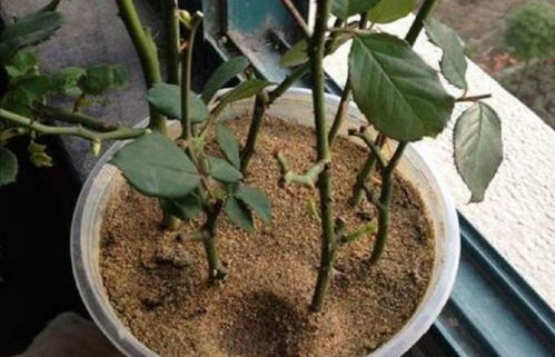 河沙養(yǎng)花容易活嗎