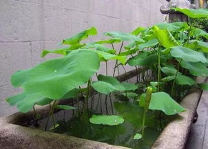 桑拿石能養(yǎng)花嗎