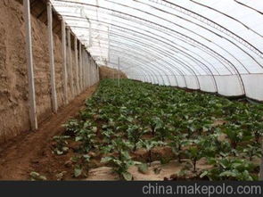 四川哪里種大棚養(yǎng)花