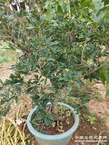 養(yǎng)花大全自制有機(jī)肥