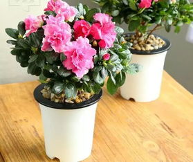 養(yǎng)花不死的秘訣