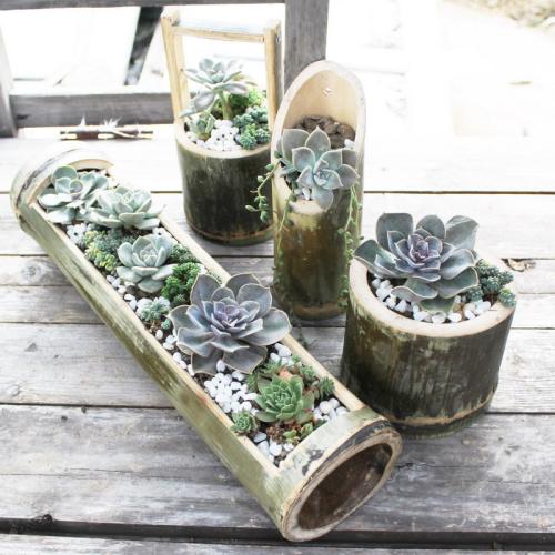 寺廟里的香灰能用來養(yǎng)花