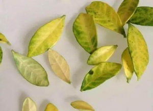 家養(yǎng)花卉葉子容易黃是啥原因