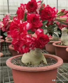 養(yǎng)花沒時間澆水怎么辦