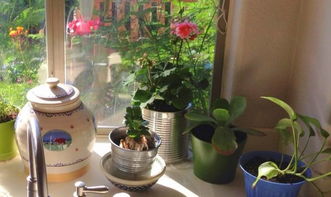 描寫陽臺養(yǎng)花的文章