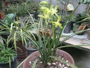 簡書養(yǎng)花高手