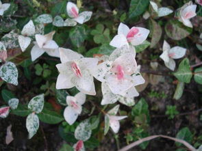 松針土能不能養(yǎng)花葉絡(luò)石