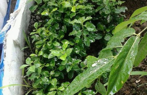 白蛋白能養(yǎng)花嗎