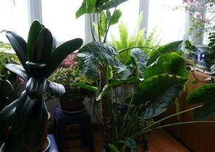 石沫子可以養(yǎng)花嗎