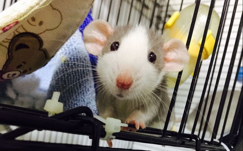 養(yǎng)花枝鼠多少錢