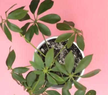 燃燒過的蚊香灰能養(yǎng)花嗎