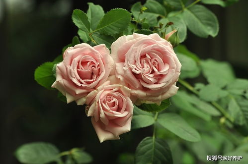 木炭養(yǎng)花堿性大嗎