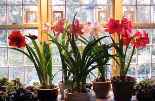 封閉陽臺通風(fēng)養(yǎng)花