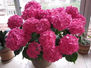 雞蛋殼搗碎養(yǎng)花可以嗎