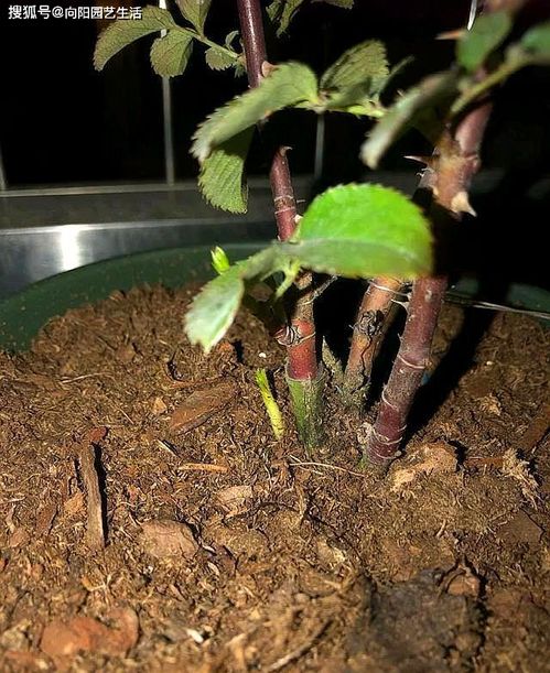 山上的土養(yǎng)花澆不透