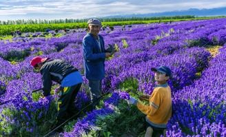 經(jīng)常養(yǎng)花的人怎么稱呼