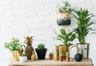 養(yǎng)花人的心靈