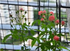 養(yǎng)花日記7天